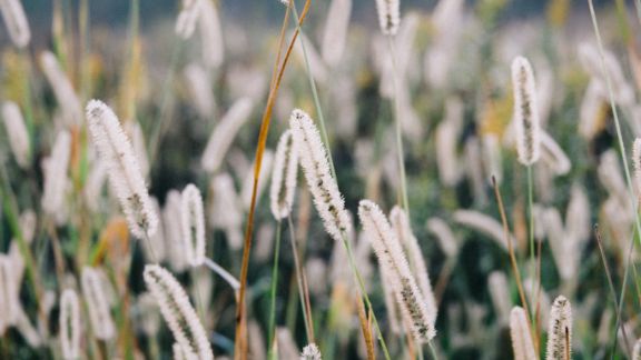 Beige_blomster_slret_baggrund_article-card_576x324