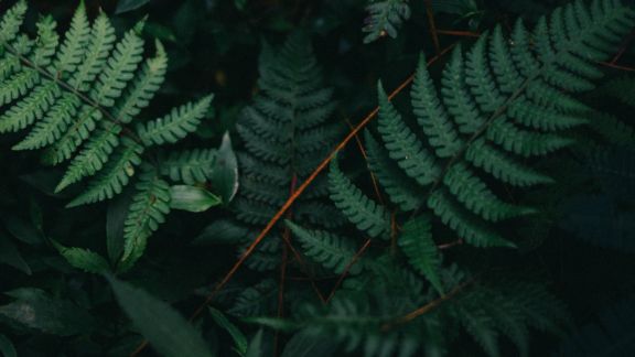 Bregne_mrk_baggrund_article-card_576x324