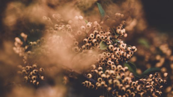 Brune_blomster_article-card_576x324