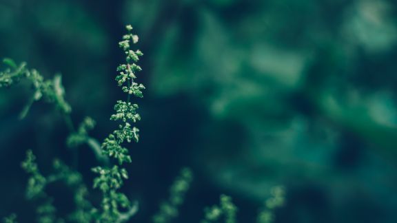 Grn_plante_med_slret_baggrund_article-card_576x324