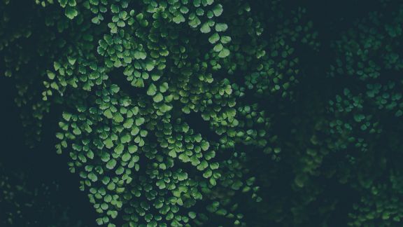 Grnne_blade_sort_baggrund_article-card_576x324