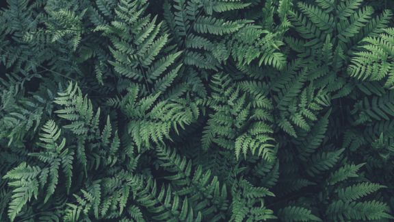 Grnne_planter_oppefra_article-card_576x324