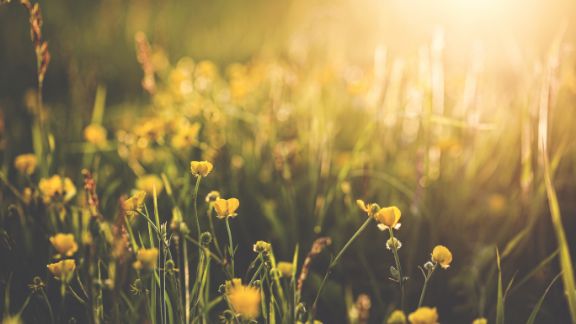 Gule_blomster_article-card_576x324