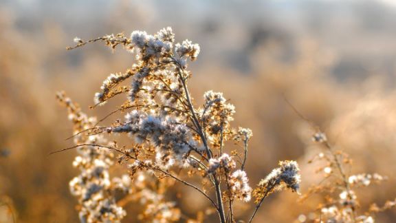 Hvid_markblomst_article-card_576x324