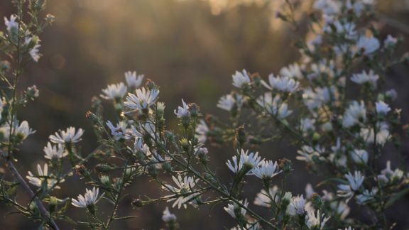 Hvide_blomster_article-card_576x324