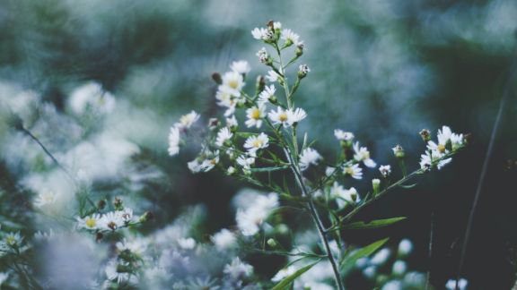 Hvide_blomster_med_slret_baggrund_article-card_576x324