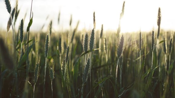 Korn_p_marken_article-card_576x324