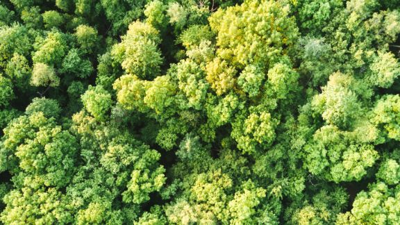 Lysegrn_skov_oppefra_article-card_576x324