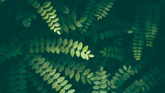 Lysegrnne_blade_article-card_576x324