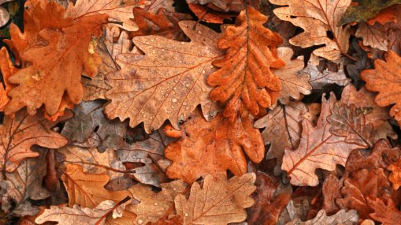 Orange_blade_article-card_576x324