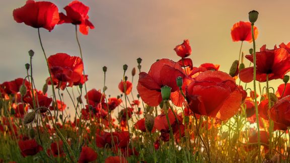 Rde_blomster_article-card_576x324