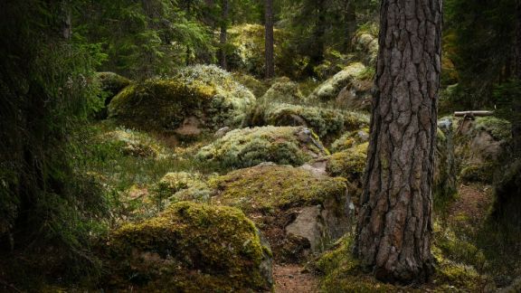 Skov_article-card_576x324