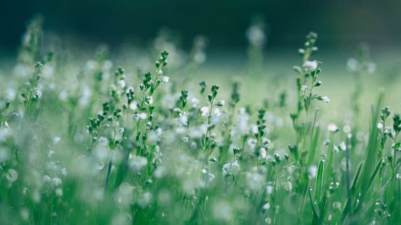 Sm_hvide_blomster_article-card_576x324