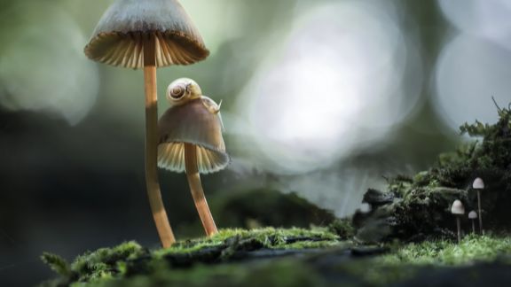 Svampe_med_en_snegl_p_article-card_576x324