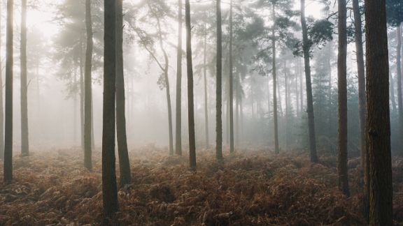 Tget_skov_article-card_576x324