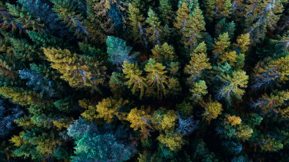 Trer_oppefra_article-card_576x324