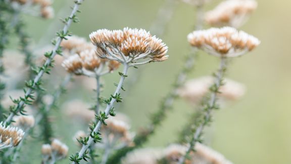 Beige_blomster_text-image-50_50_576x324