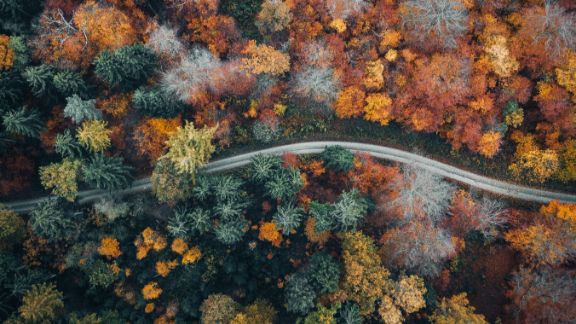 Skov_oppefra_med_sti_text-image-50_50_576x324