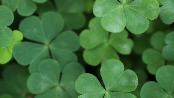 Treklvere_text-image-50_50_576x324